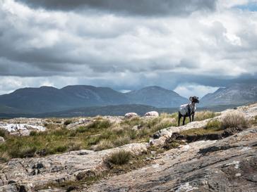 HYDE Hotel | Galway | goat standing on side of a mountain in Connemara Galway